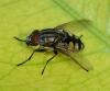 Stomorhina lunata